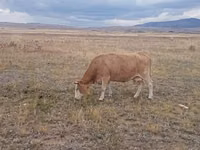 Vacă, Latvian Blue cattle — foto 2