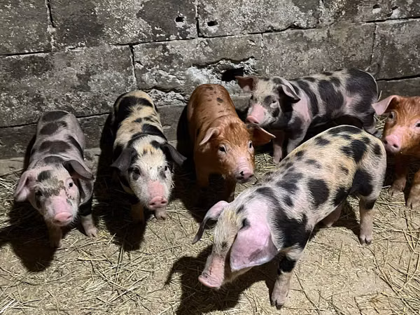 Eber, Schweine — Republik Moldau