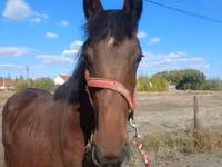 公马, Hungarian horse breed — 照片 2