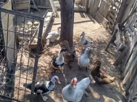 Ducks — الصورة 2