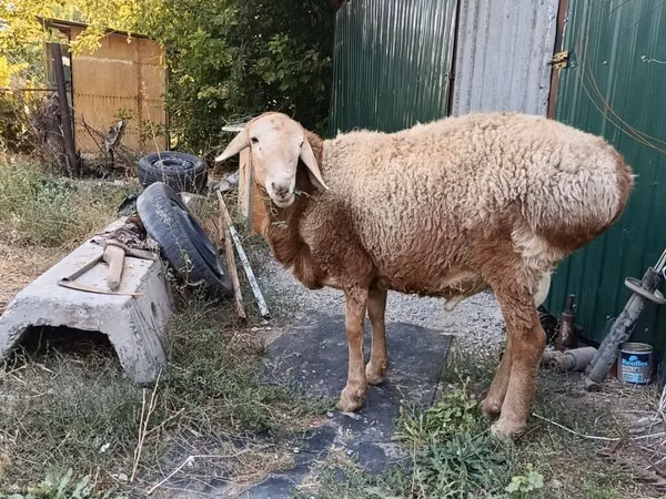Qoʻchqor, Rhon sheep