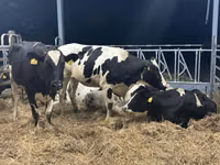 Vacă, Rasa Holstein — foto 7