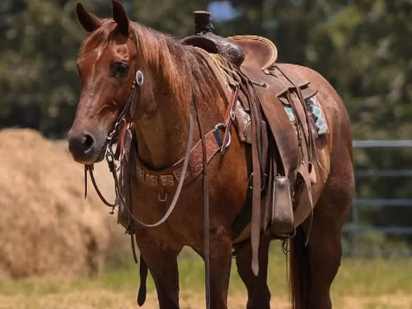 Cal, Quarter Horse