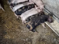 Vier, Porci — foto 1