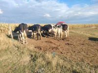 Kuh, Holstein-Rasse — Foto 2