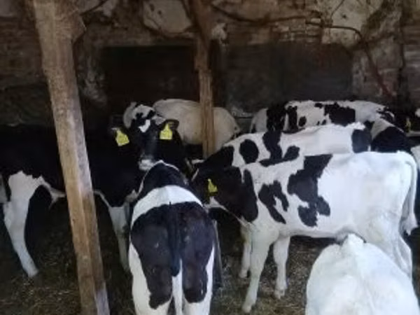 Бык, Чёрно-пёстрая корова