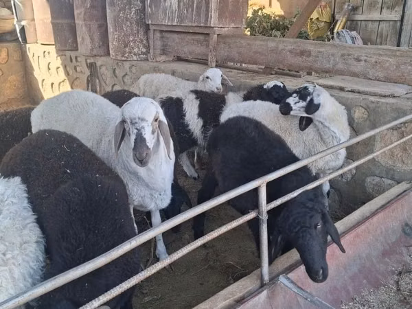 公羊, Sheep
