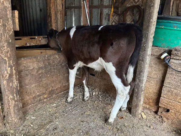 Bou, Bovine