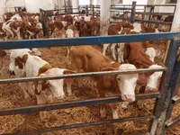 Touro, Simmental cattle — foto 3
