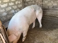 خنزير ذكر, الخنازير — الصورة 3