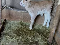 Toro, Ganado vacuno — foto 2