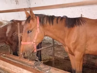 Aygʻir, Manipuri pony — 8-rasm