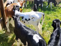 Cattle (batch, sex not specified), Russian Black pied cattle — photo 2