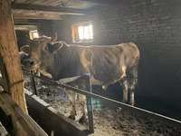 Bou, Bovine — foto 3