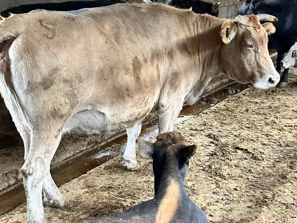 İnək, Simmental cattle
