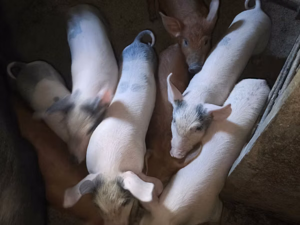 Eber, Schweine — Republik Moldau