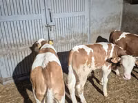 İnək, Simmental cattle — foto 5