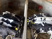 सांड, Russian Black pied cattle — फ़ोटो 3
