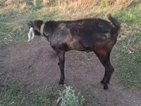 Ziegenbock, Nubian Goat — Foto 3