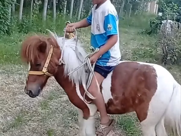 Jument, Shetland Pony