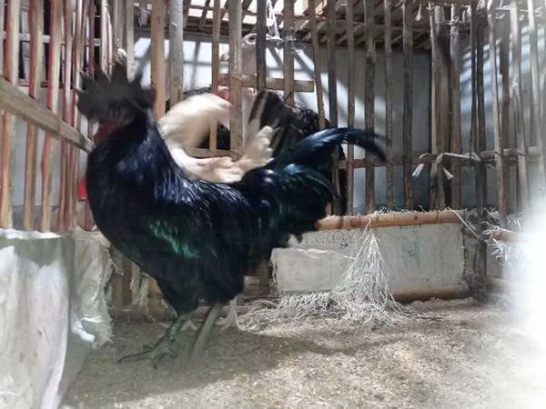 Chickens