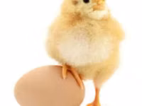 Chickens — foto 2