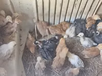 Chickens — photo 3