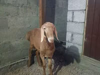 भेड़, Rhon sheep — फ़ोटो 8
