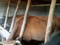 Vaca, Bovinos — foto 2