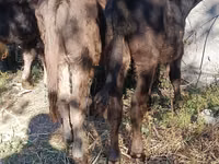 ثور, Simmental cattle — الصورة 6