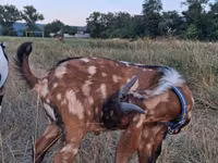 Ziegenbock, Nubian Goat — Foto 3