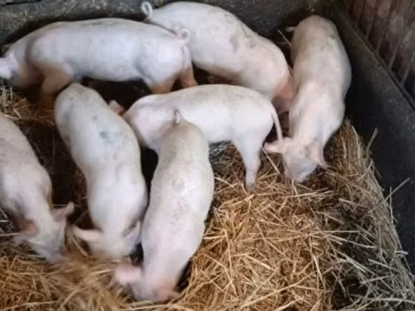 Vier, Porci