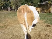 गाय, Simmental cattle — फ़ोटो 6