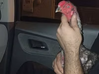 Chickens — Foto 6