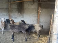 Schaf, Schafe — Foto 1