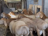 Berbec, Arashan sheep — foto 1