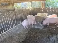 母猪, Pigs — 照片 7