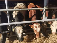 Taureau, Simmental cattle — photo 3