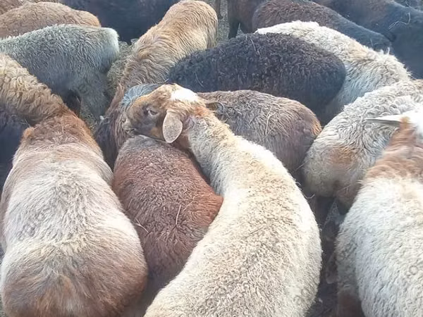 Qoʻchqor, Edilbay sheep