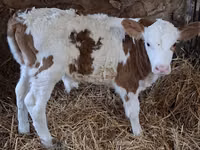 Bull, Simmental cattle — photo 3