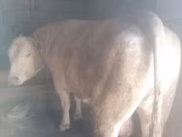 Bou, Rasa Auliatinskă — foto 1