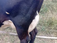 Kuh, Simmental cattle — Foto 4