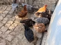 Australorp — foto 2