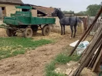 公马, Lipizzaner — 照片 4
