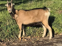Cabra, Alpine goat — foto 5