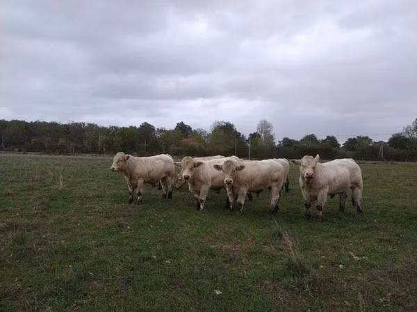 Buqa, Charolais cattle