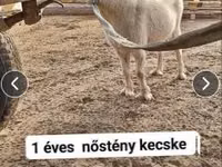 Capră, Capre — foto 2