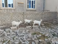 عنزة, Saanen goat — الصورة 1