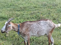 Ziege, Nubian Goat — Foto 5