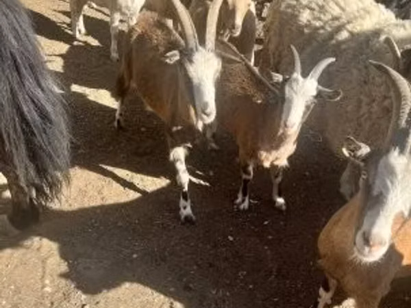 Chèvre, Chèvres